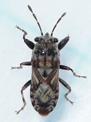 Phlegyas abbreviatus