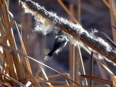 Polioptila melanura