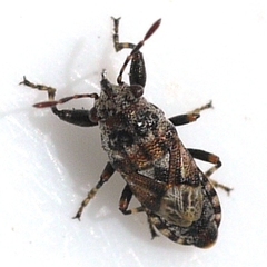 Phlegyas abbreviatus