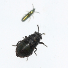 Phlegyas abbreviatus