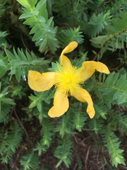 Hypericum terrae-firmae