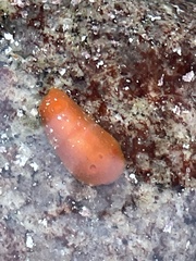 Aldisa sanguinea