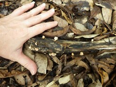 Xylaria flabelliformis