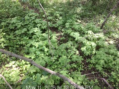 Hydrastis canadensis
