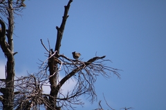 Molothrus bonariensis