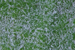 Pseudoidium hardenbergiae