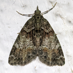 Microdes diplodonta