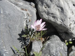 Anemone tuberosa