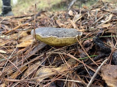 Xerocomellus zelleri