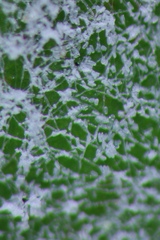 Pseudoidium hardenbergiae