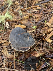 Xerocomellus zelleri