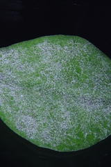 Pseudoidium hardenbergiae