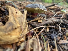 Xerocomellus zelleri