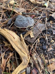 Xerocomellus zelleri