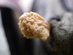 Xylaria flabelliformis