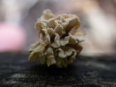 Xylaria flabelliformis