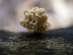 Xylaria flabelliformis