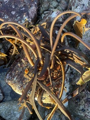 Laminaria setchellii