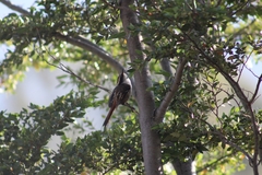 Aphrastura spinicauda