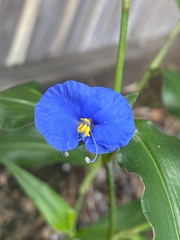Commelina ensifolia