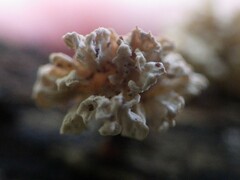 Xylaria flabelliformis