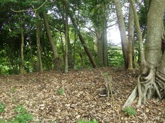 Xylaria flabelliformis