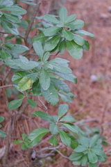 Morella caroliniensis