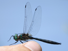 Somatochlora graeseri