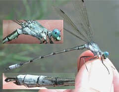 Lestes eurinus