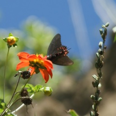 Mimoides thymbraeus aconophos