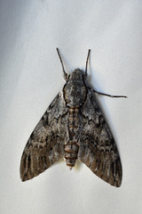 Psilogramma casuarinae