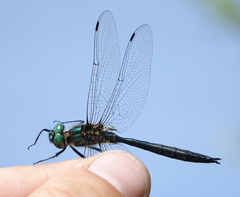 Somatochlora graeseri