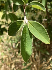 Cotoneaster glaucophyllus
