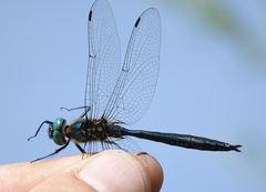 Somatochlora graeseri