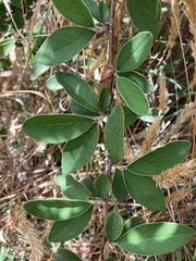 Cotoneaster glaucophyllus