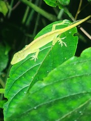 Anolis paravertebralis