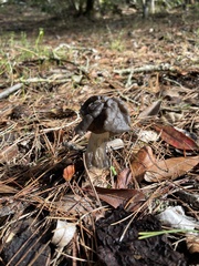 Helvella vespertina