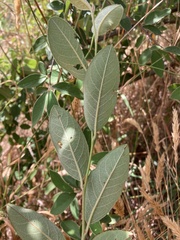 Cotoneaster glaucophyllus