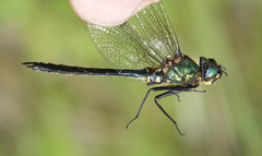 Somatochlora graeseri