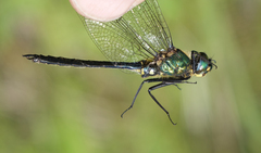 Somatochlora graeseri