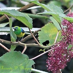Chlorophonia cyanea