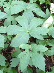 Hydrastis canadensis