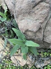 Salvia spathacea