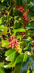 Ilex aquifolium