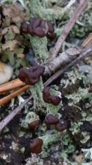 Cladonia cariosa
