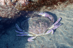 Metacarcinus anthonyi