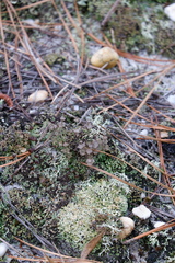 Cladonia cariosa