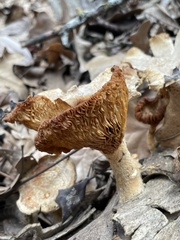 Omphalotus subilludens