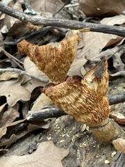 Omphalotus subilludens