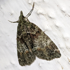 Microdes diplodonta